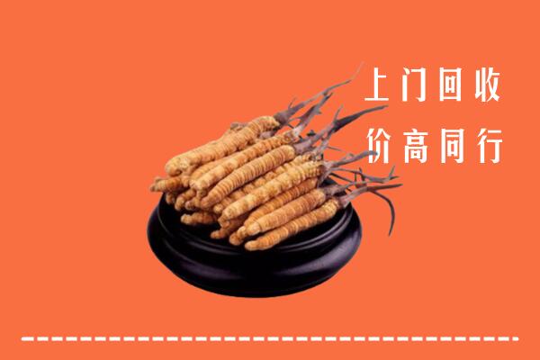 附近收购：亳州冬虫夏草回收多少钱每克